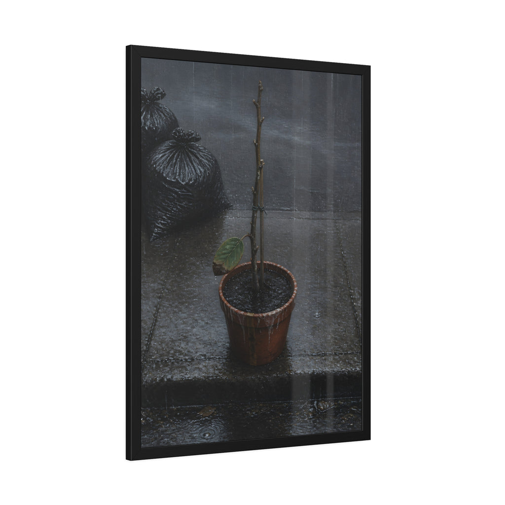 A near bare potted plant left out in the rain beside black garbage bags. The First Rain (Houseplant) by Garabaggio, framed fine art print hanging in a room.