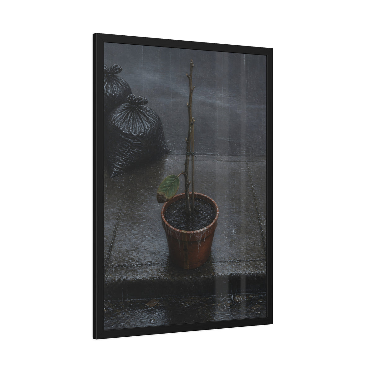A near bare potted plant left out in the rain beside black garbage bags. The First Rain (Houseplant) by Garabaggio, framed fine art print hanging in a room.