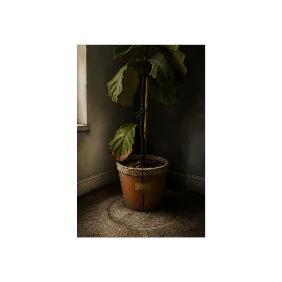 A leafy potted fig staked to a cane in a taped clay pot beside a window. The Corner by the Window by Garabaggio, fine art print, 24″ x 36″.