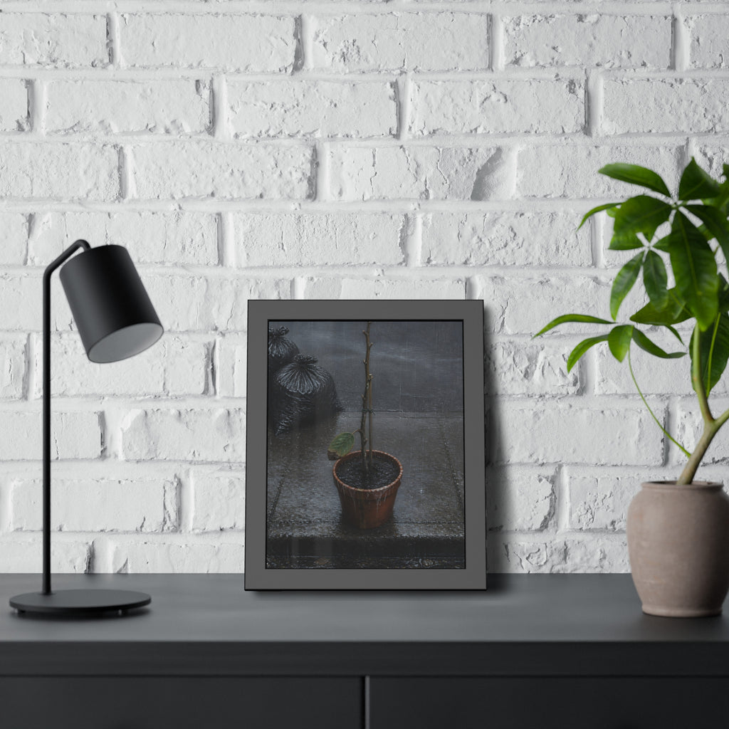 A near bare potted plant left out in the rain beside black garbage bags. The First Rain (Houseplant) by Garabaggio, framed fine art print hanging in a room.