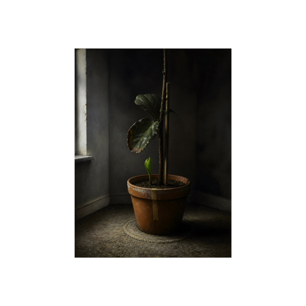A potted plant down to two curled leaves and one new sprout by a window. The Corner by the Window Again by Garabaggio, fine art print, 18″ x 24″.