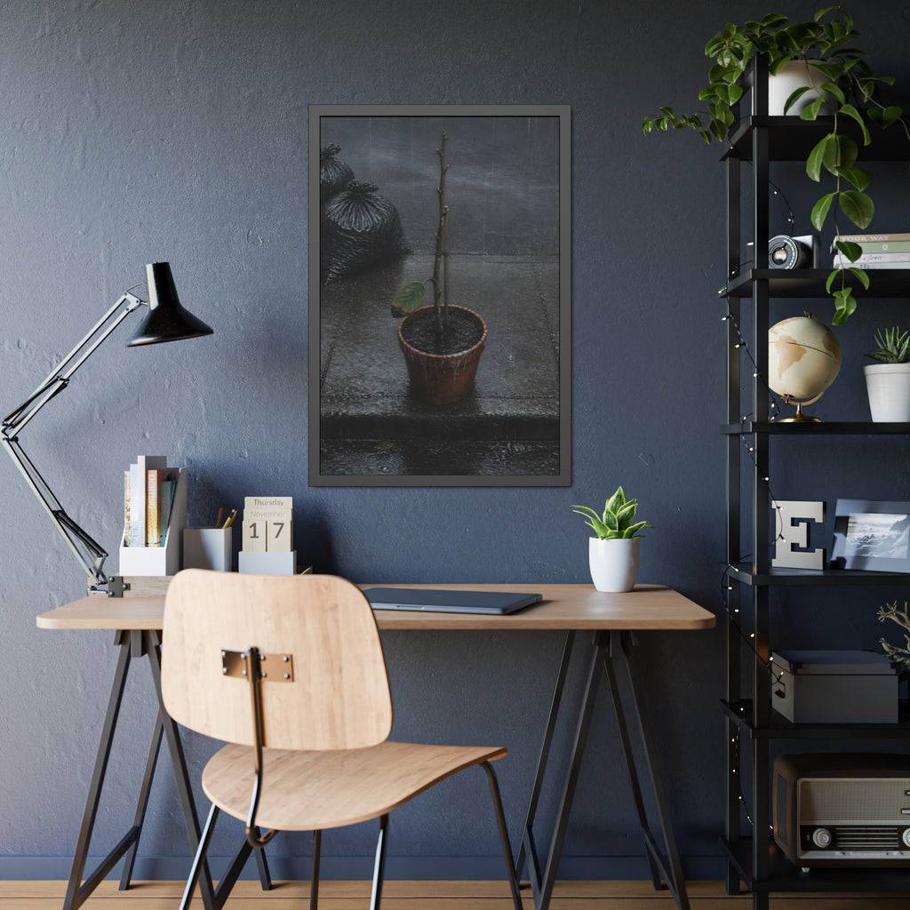 A near bare potted plant left out in the rain beside black garbage bags. The First Rain (Houseplant) by Garabaggio, framed fine art print hanging in a room.
