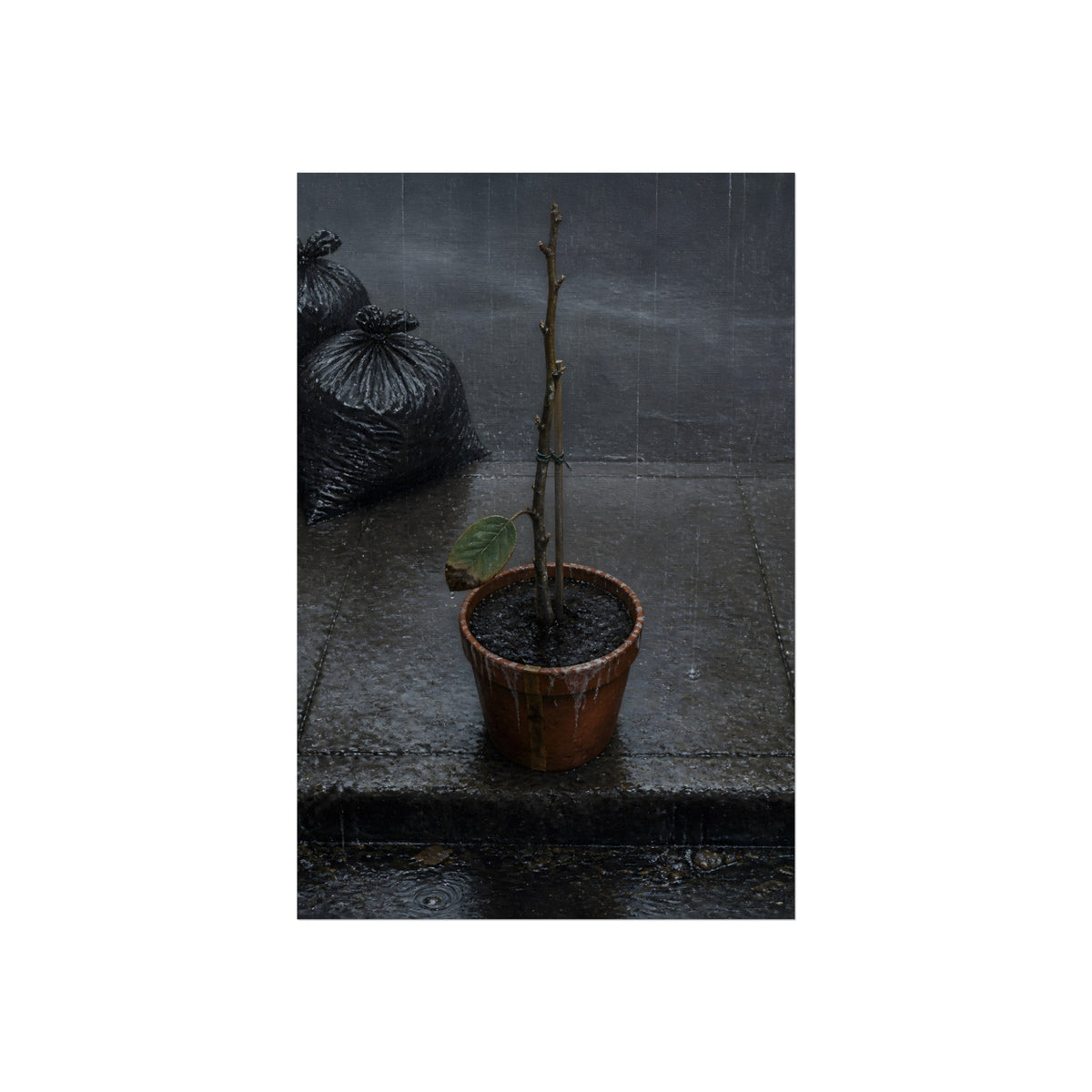 A near bare potted plant left out in the rain beside black garbage bags. The First Rain (Houseplant) by Garabaggio, fine art print, 24″ x 36″.