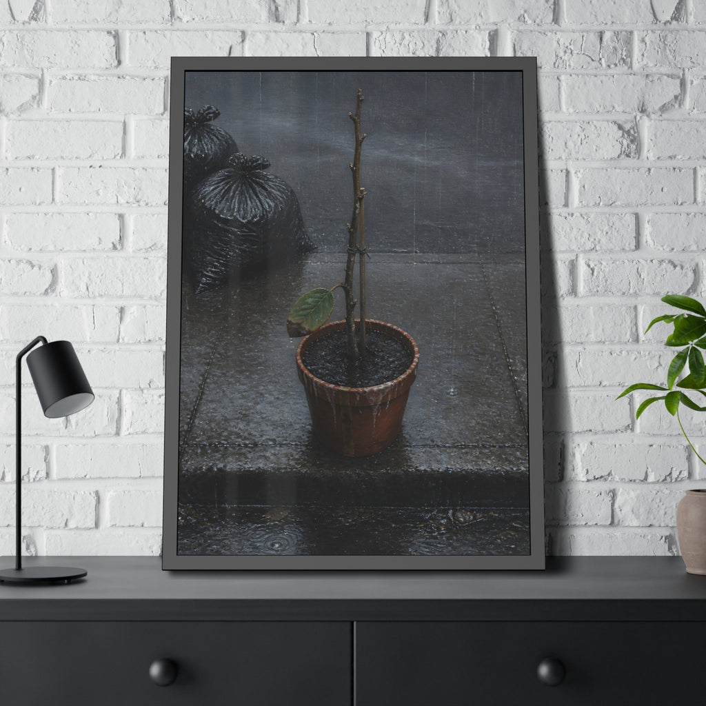 A near bare potted plant left out in the rain beside black garbage bags. The First Rain (Houseplant) by Garabaggio, framed fine art print hanging in a room.