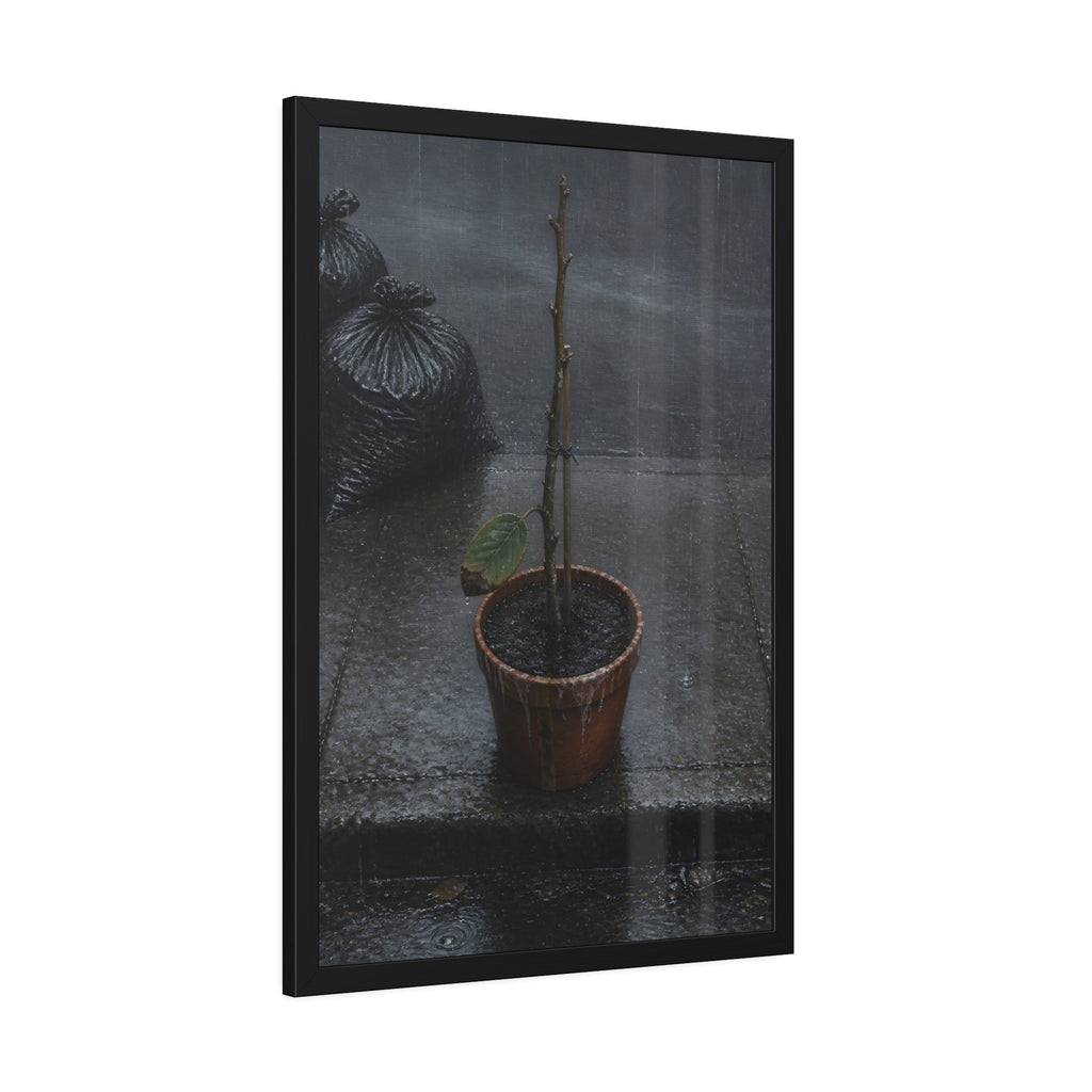 A near bare potted plant left out in the rain beside black garbage bags. The First Rain (Houseplant) by Garabaggio, framed fine art print hanging in a room.