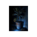 A dying potted plant in a corner washed in blue television light. The Television Hours by Garabaggio, fine art print, 12″ x 16″.