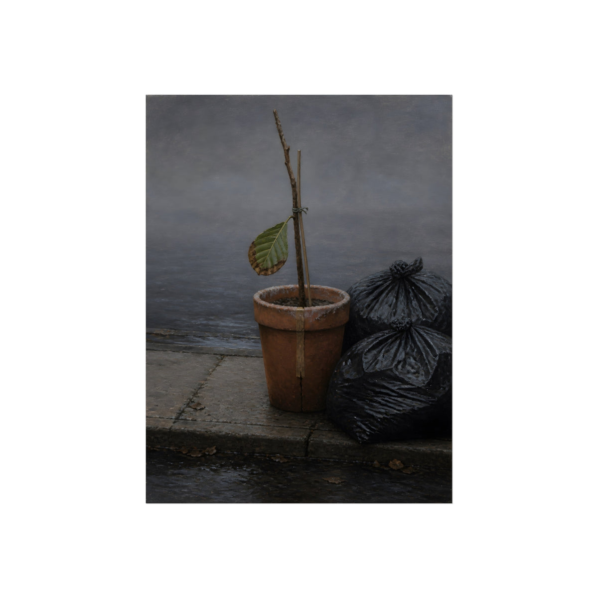 A potted dead twig with one leaf beside black garbage bags on a wet curb. The Curb on Tuesday by Garabaggio, fine art print, 18″ x 24″.