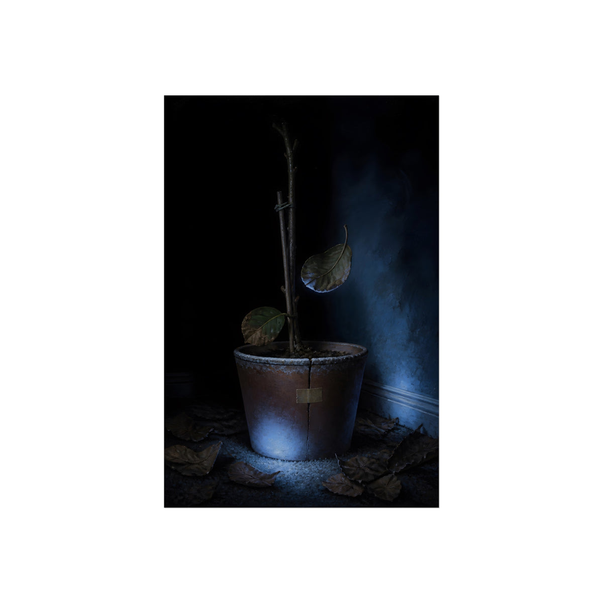 A bare potted plant dropping a leaf, dead leaves on the floor. The Leaf Lets Go by Garabaggio, fine art print, 24″ x 36″.
