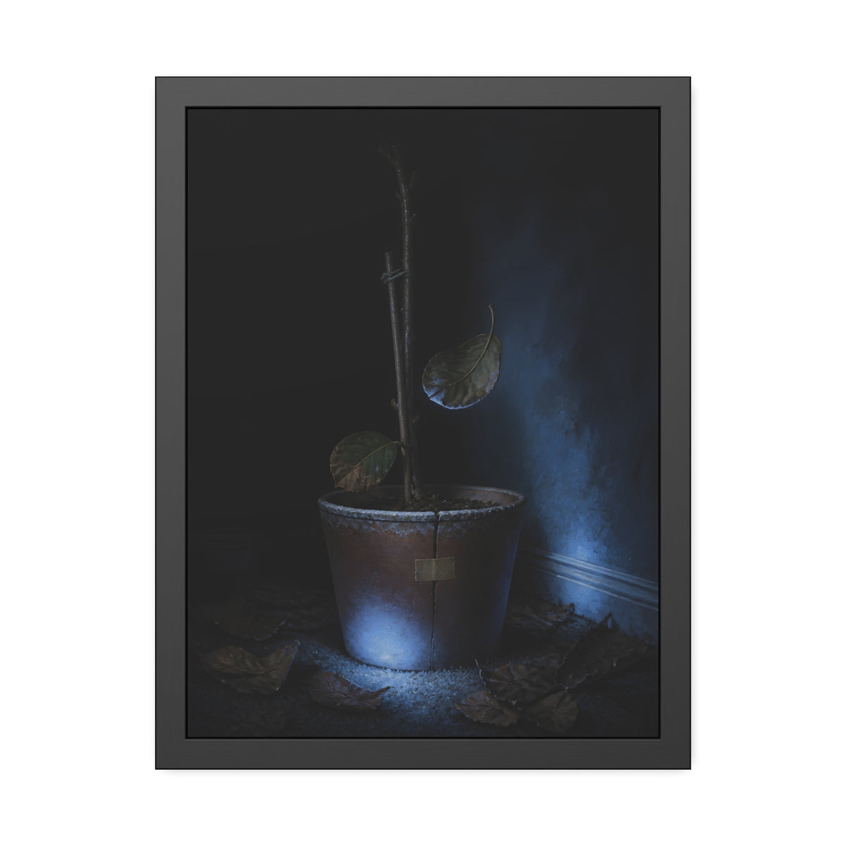 A bare potted plant dropping a leaf, dead leaves on the floor. The Leaf Lets Go by Garabaggio, framed fine art print, 18″ x 24″.