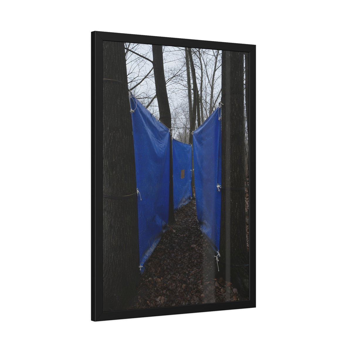 Blue tarps tied between bare trees forming a corridor over dead leaves. Passage Between Trees by Garabaggio, framed fine art print hanging in a room.