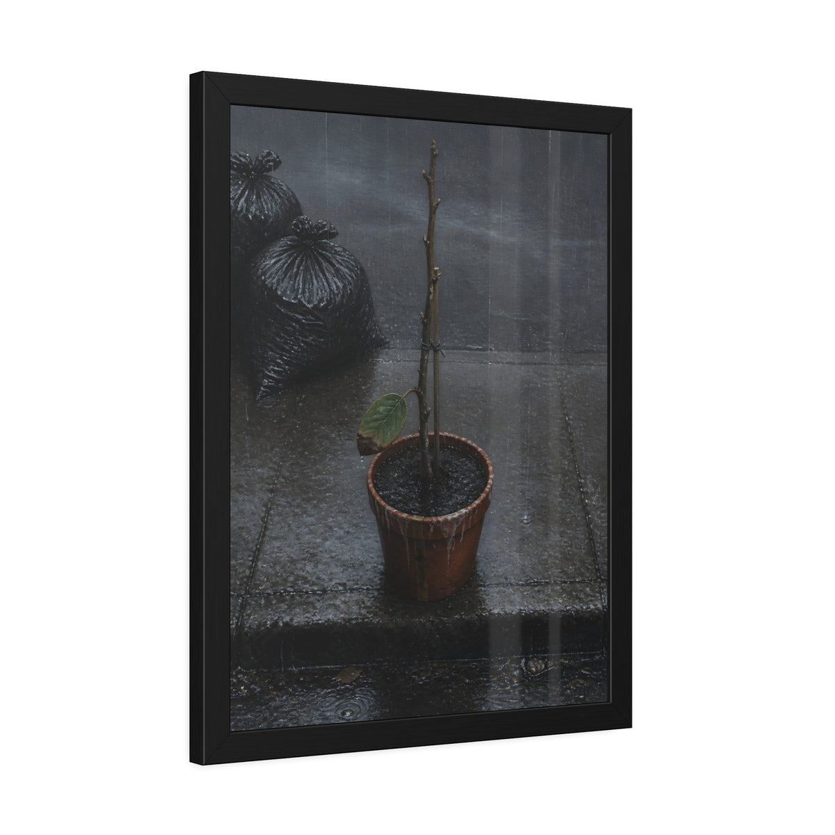 A near bare potted plant left out in the rain beside black garbage bags. The First Rain (Houseplant) by Garabaggio, framed fine art print hanging in a room.