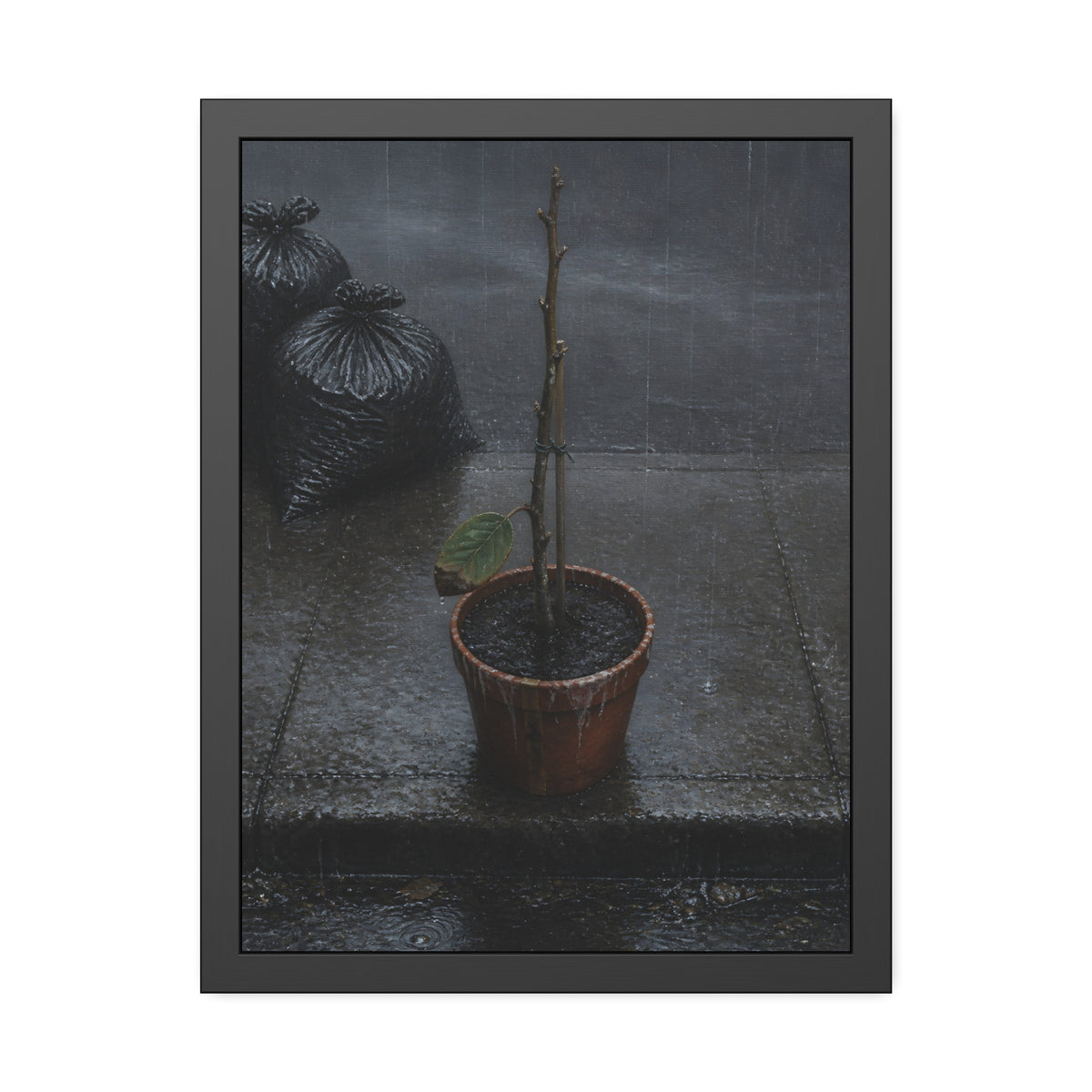 A near bare potted plant left out in the rain beside black garbage bags. The First Rain (Houseplant) by Garabaggio, framed fine art print, 18″ x 24″.