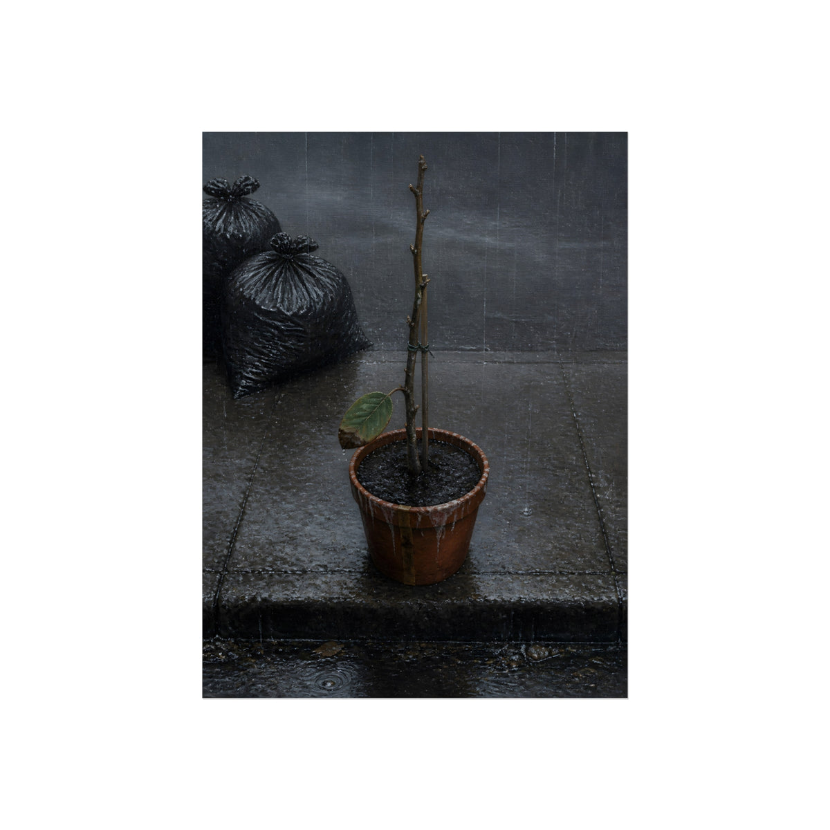 A near bare potted plant left out in the rain beside black garbage bags. The First Rain (Houseplant) by Garabaggio, fine art print, 12″ x 16″.