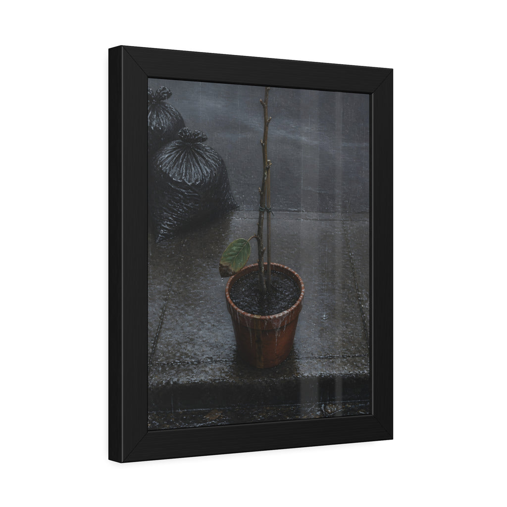A near bare potted plant left out in the rain beside black garbage bags. The First Rain (Houseplant) by Garabaggio, framed fine art print hanging in a room.