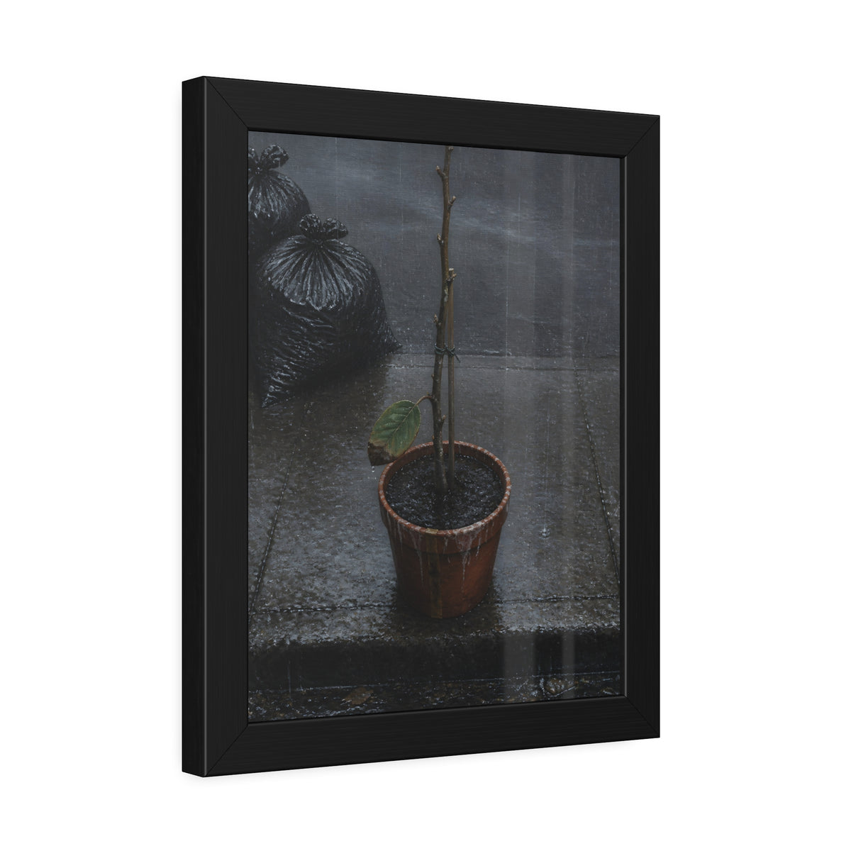 A near bare potted plant left out in the rain beside black garbage bags. The First Rain (Houseplant) by Garabaggio, framed fine art print hanging in a room.