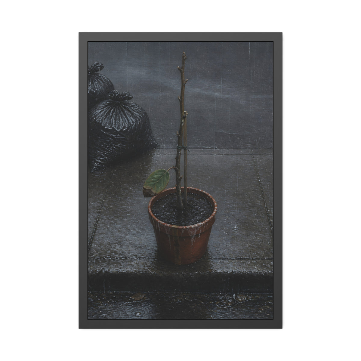 A near bare potted plant left out in the rain beside black garbage bags. The First Rain (Houseplant) by Garabaggio, framed fine art print, 24″ x 36″.