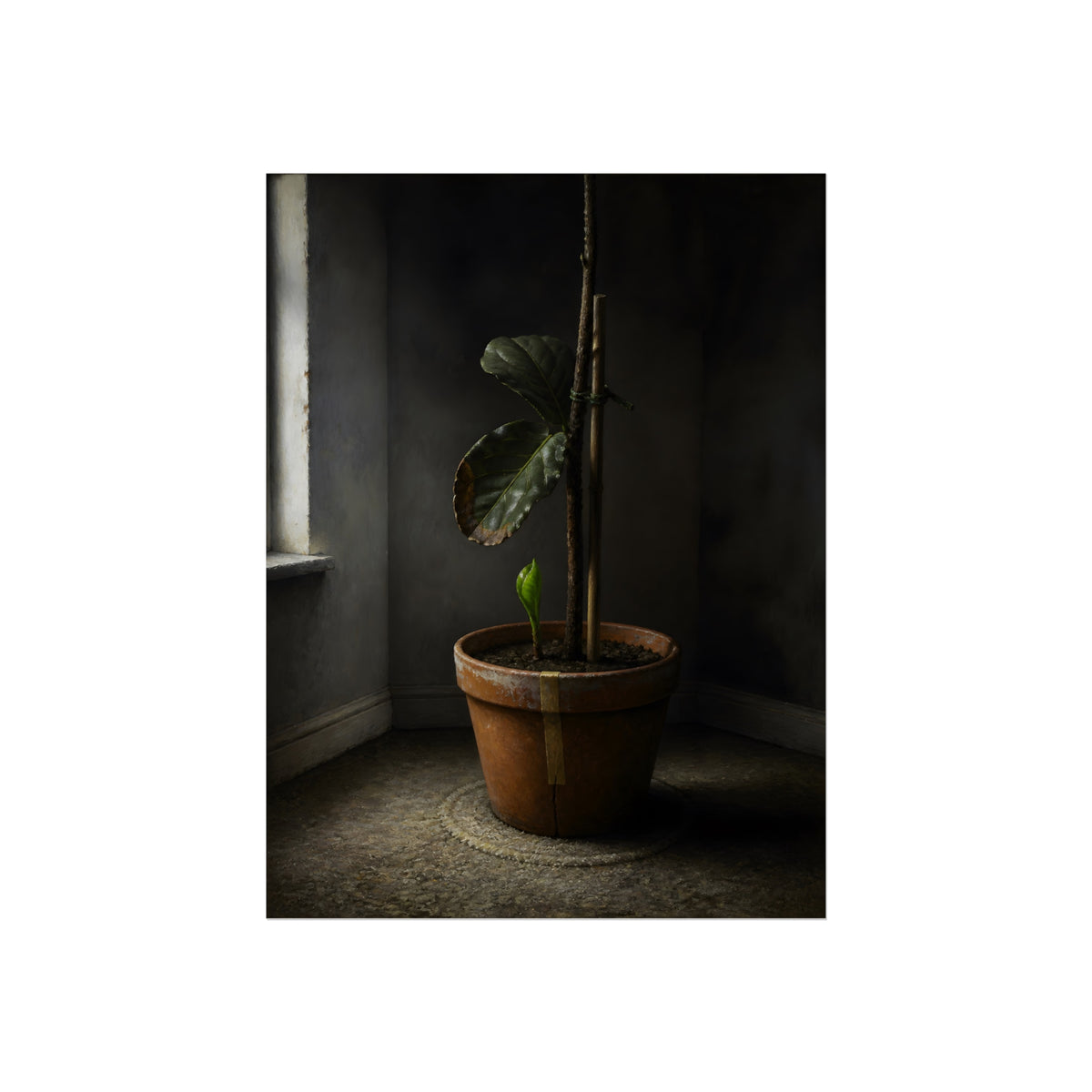 A potted plant down to two curled leaves and one new sprout by a window. The Corner by the Window Again by Garabaggio, fine art print, 12″ x 16″.
