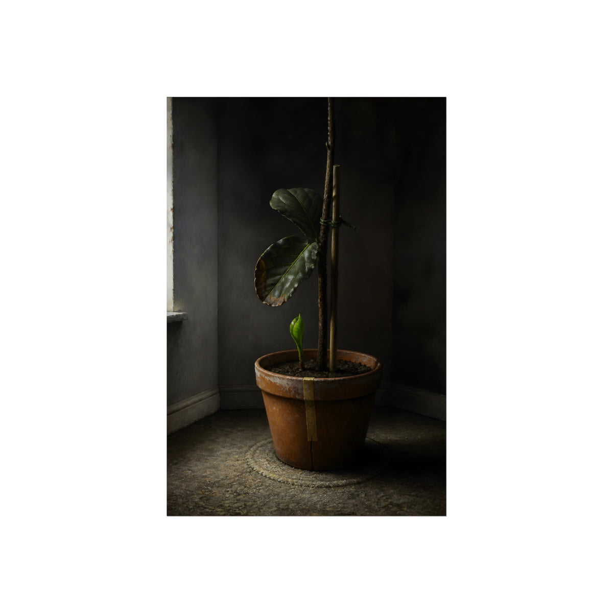 A potted plant down to two curled leaves and one new sprout by a window. The Corner by the Window Again by Garabaggio, fine art print, 24″ x 36″.