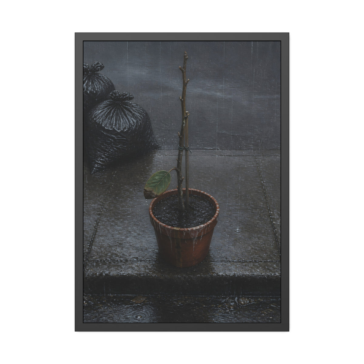A near bare potted plant left out in the rain beside black garbage bags. The First Rain (Houseplant) by Garabaggio, framed fine art print, 28″ x 40″.