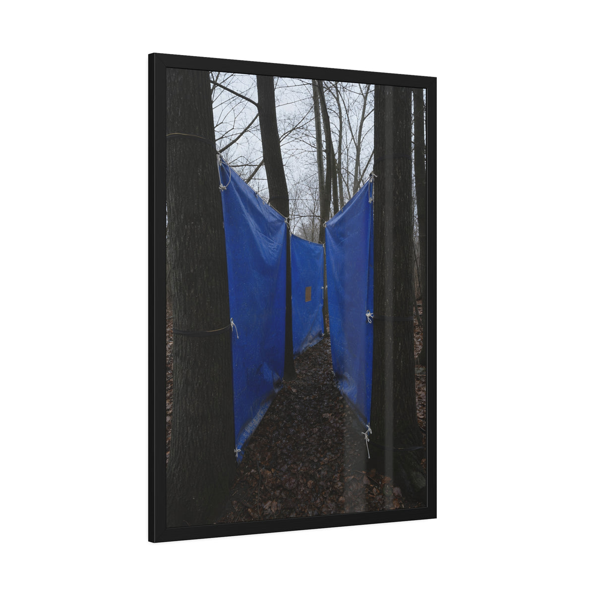 Blue tarps tied between bare trees forming a corridor over dead leaves. Passage Between Trees by Garabaggio, framed fine art print hanging in a room.