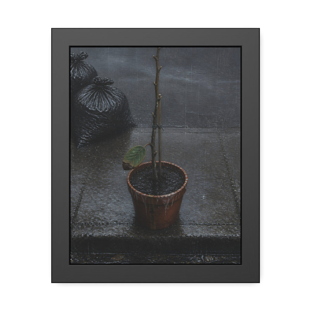 A near bare potted plant left out in the rain beside black garbage bags. The First Rain (Houseplant) by Garabaggio, framed fine art print, 11″ x 14″.