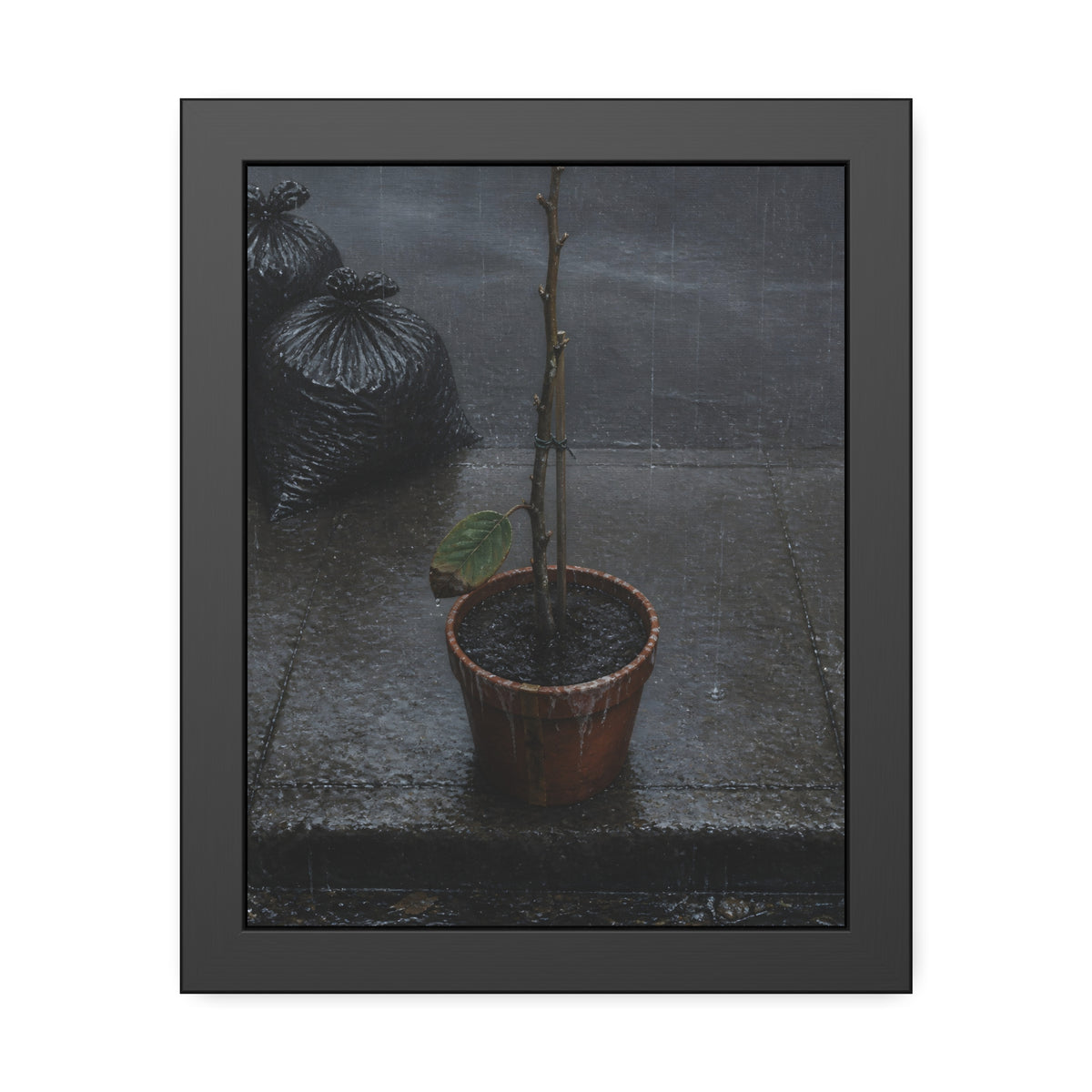 A near bare potted plant left out in the rain beside black garbage bags. The First Rain (Houseplant) by Garabaggio, framed fine art print, 11″ x 14″.