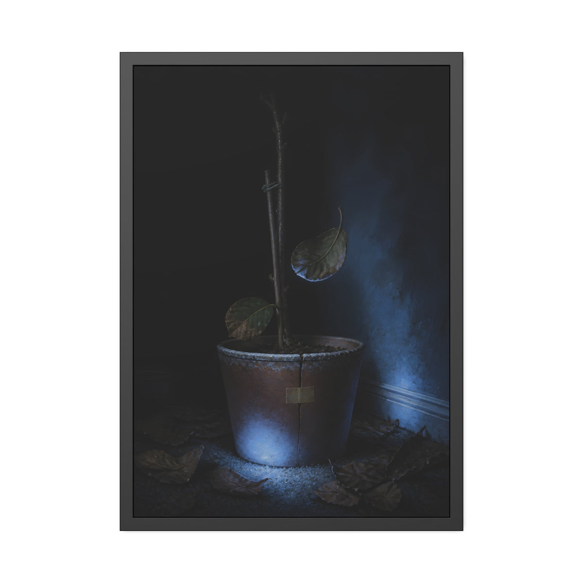A bare potted plant dropping a leaf, dead leaves on the floor. The Leaf Lets Go by Garabaggio, framed fine art print, 28″ x 40″.